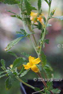 Damiana extra (1 ml)