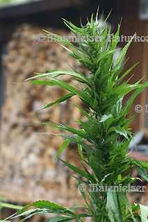 Hanföl äth. (1 ml)