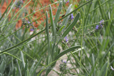 Lavendel - Spik-Lavendel extra BIO (5 ml)