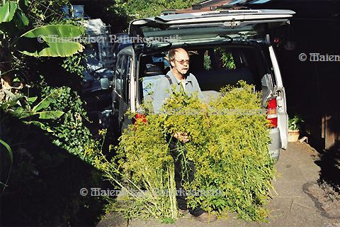 Pastinak super (2 ml)