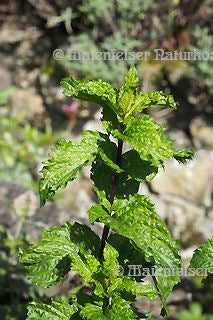 Pfefferminze - Krauseminze extra BIO (3 ml)