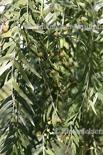 Schinus molle BIO (3 ml)