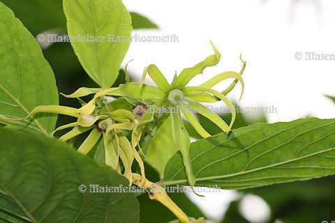 Ylang-Ylang II Bio (5 ml)