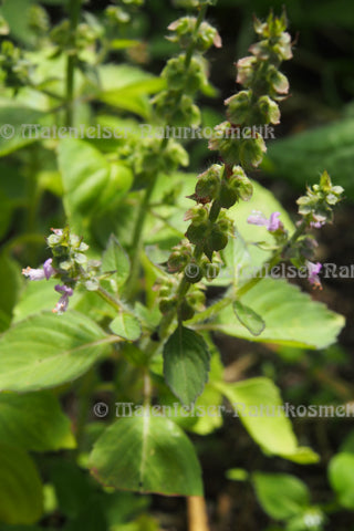 Basilikum Tulsi-Nord (3 ml)