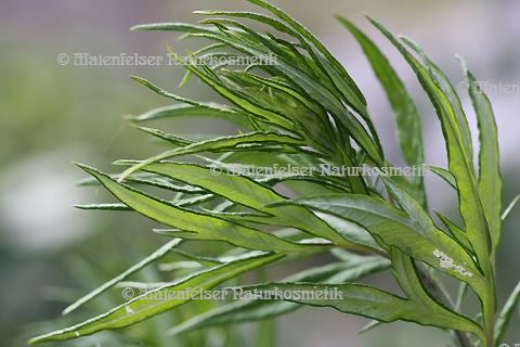 Beifuß normal (5 ml)