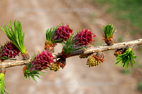 Lärche - Gebirgslärche BIO (10 ml)