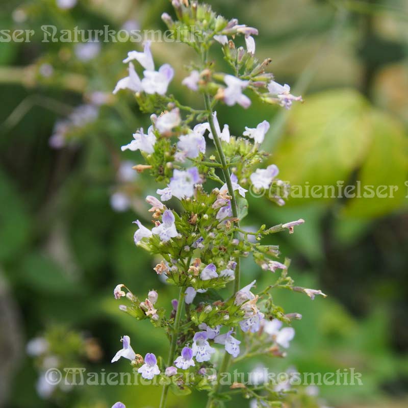 Kleinblütige Bergminze BIO (2 ml)