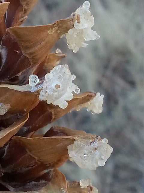 Kiefer - White pine cone (2 ml)