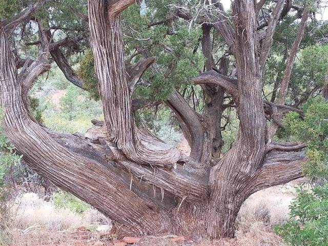 Wacholder - Arizona Juniper (2 ml)