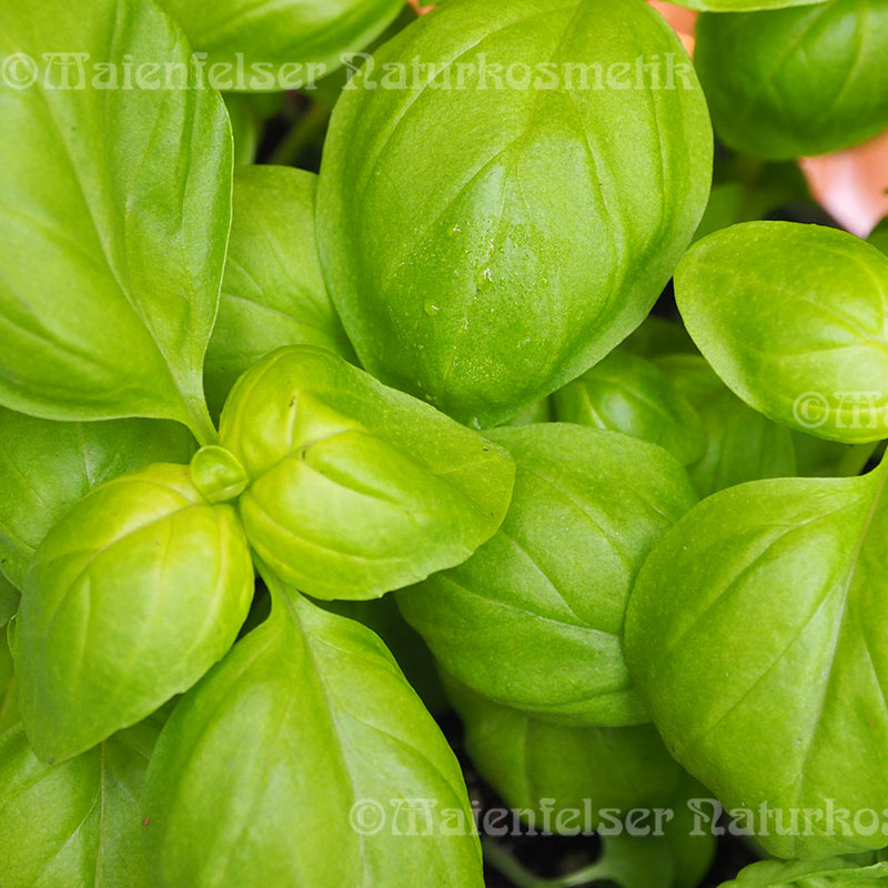 Basilikum CO2 (2 ml)