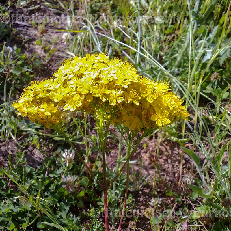 Johanniskraut - Alai-Johanniskraut (1 ml)