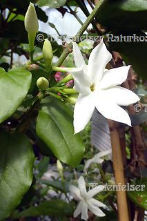 Jasmin abs. fine (1 ml)