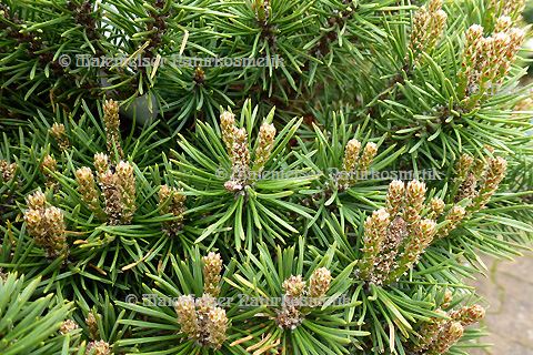 Kiefer - Latschenkiefer Bio (10 ml)