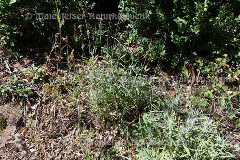 Lavendel 1a wild 1200 m Höhe (3 ml)