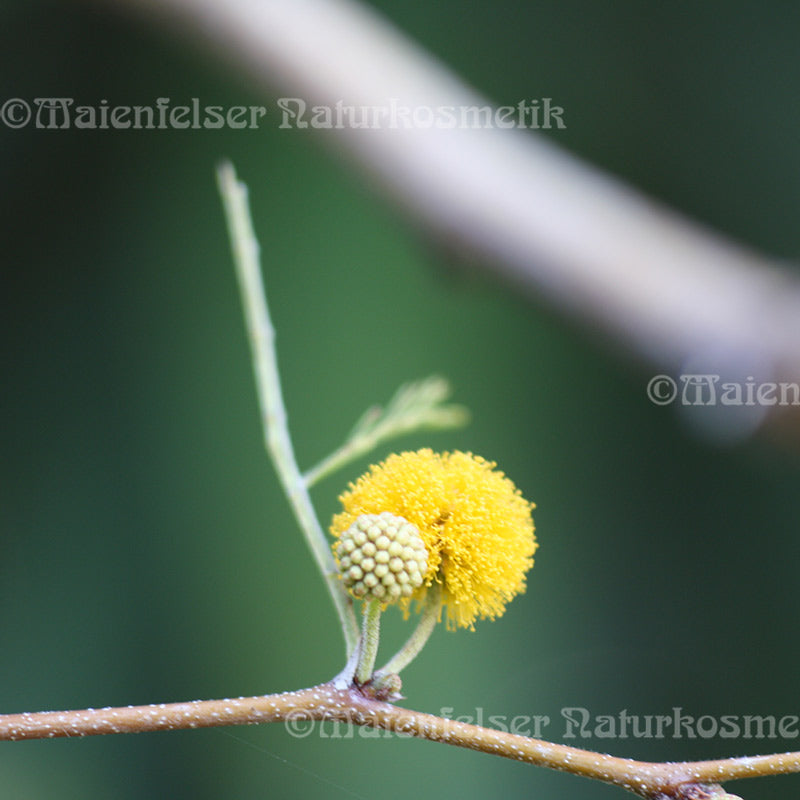 Akazienblüte abs. (1 ml)