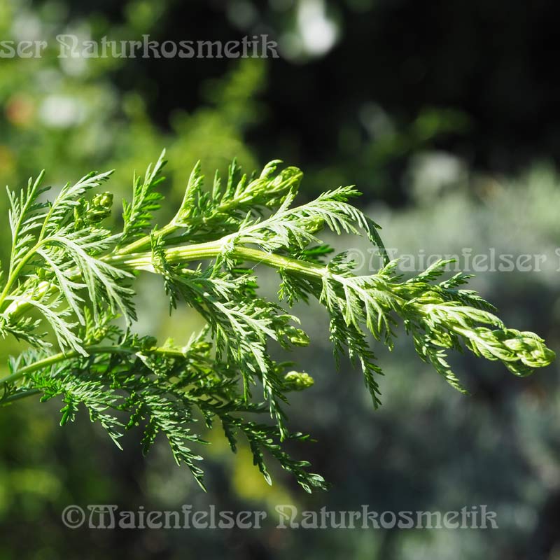 Annakraut Bio extra (3 ml)