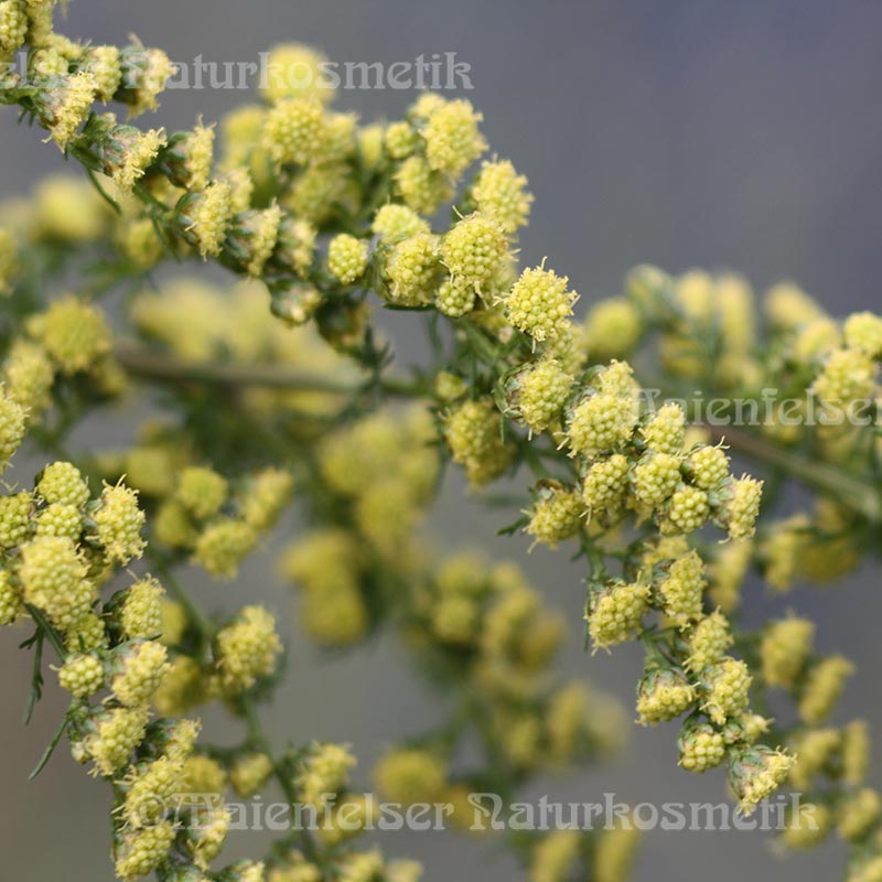 Annakraut "fine" (2 ml)