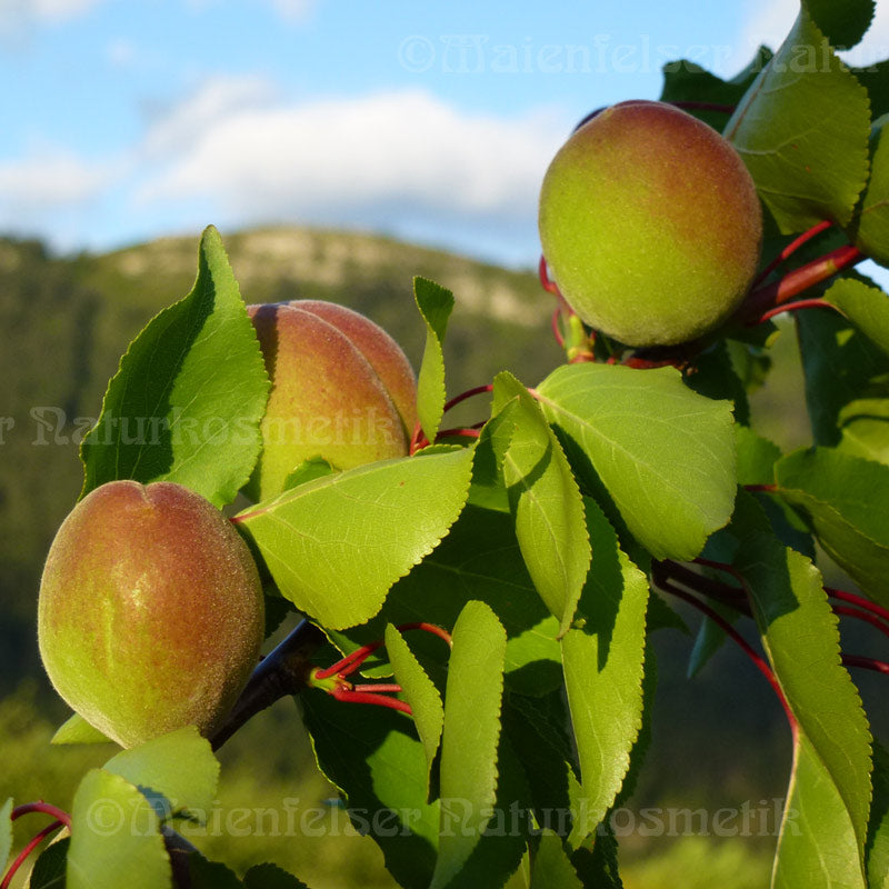 Aprikosenkernöl BIO