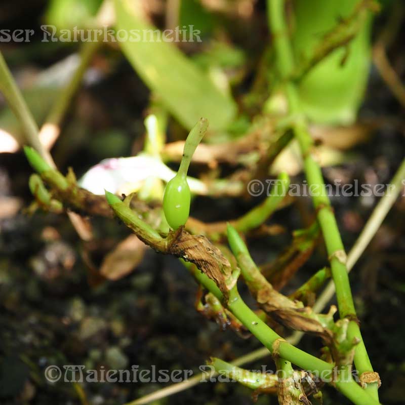 Cardamom extra BIO (3 ml)