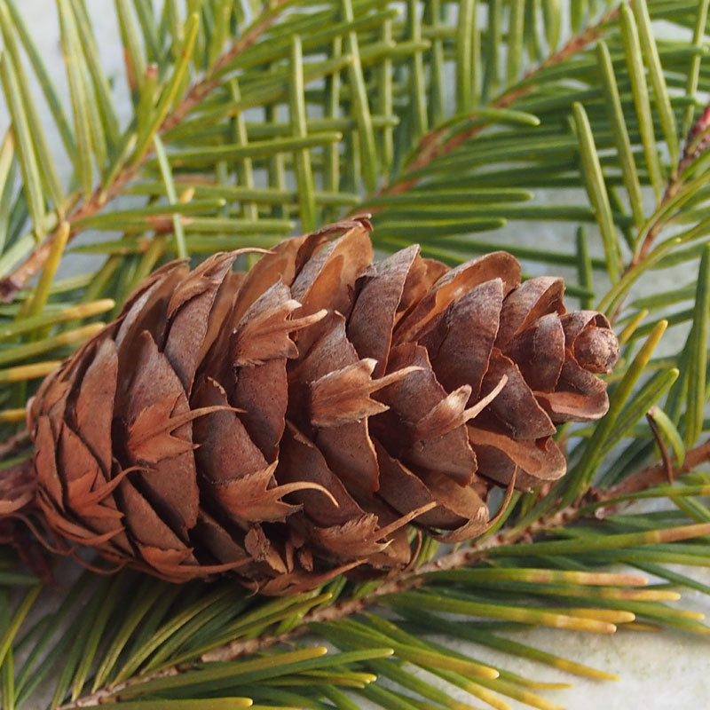 Douglasie fine (3 ml)