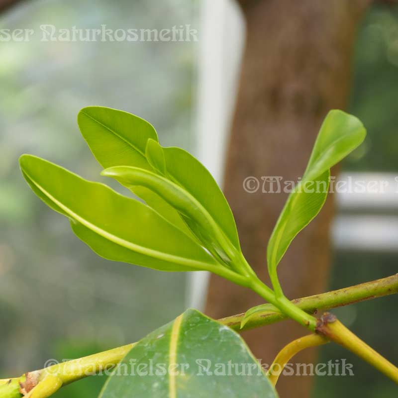 Calophyllumöl BIO (Forahaöl) (50 ml)