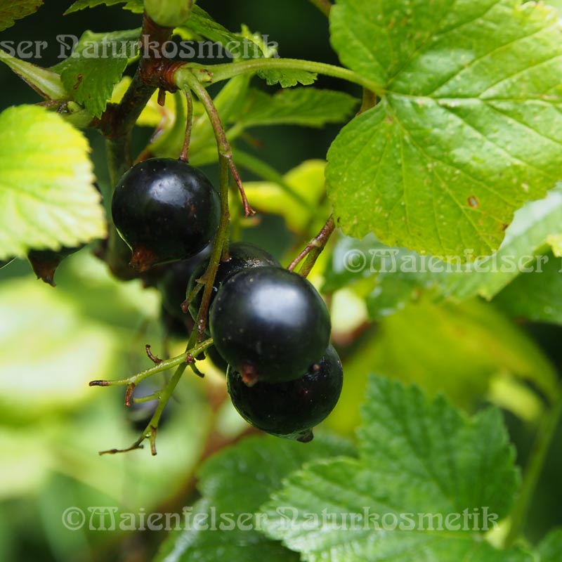 Johannisbeersamenöl BIO