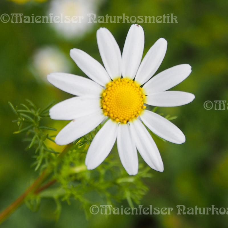 Kamille multicaulis (2 ml)