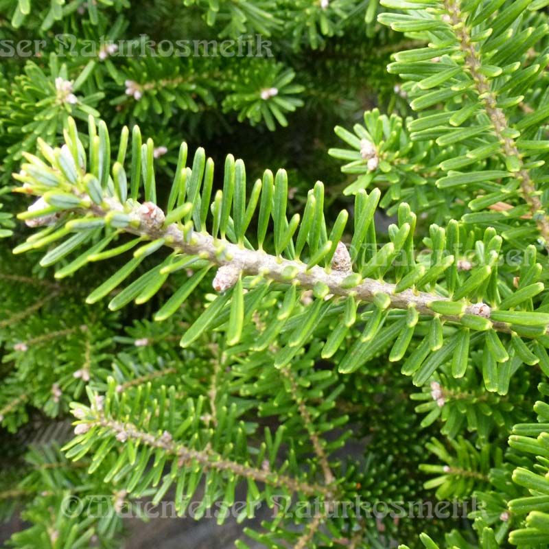 Tanne - Korea-Tanne (10 ml)