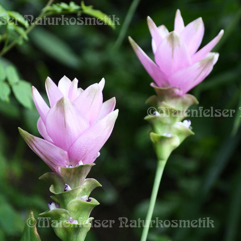 Gelbwurzsamen (10ml)