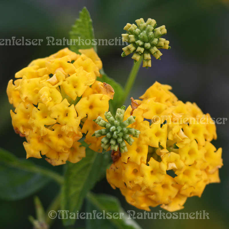 Lantana (vorher Goldkörbchen) (3 ml)