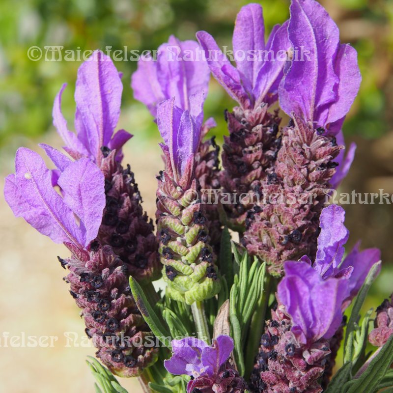 Lavendel - Schopflavendel BIO (5 ml)