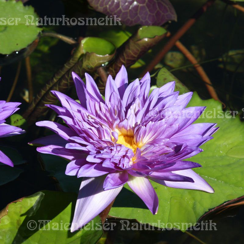 Lotusblüte - Blue Lotus BIO abs. (1ml)