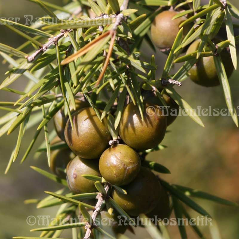 Stech-Wacholder (5ml)