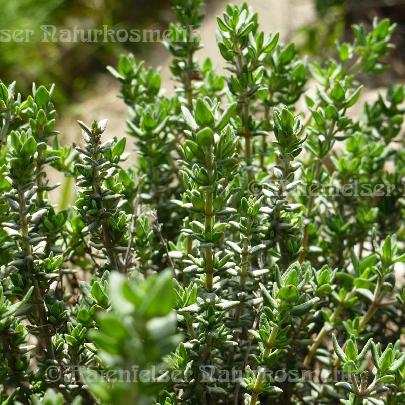 Thymian 1a türkisch (3 ml)