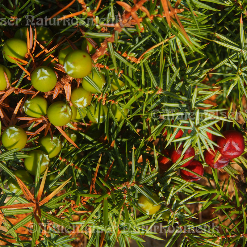 Wacholderzweige/beeren (2 ml)