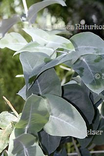 Eukalyptus extra BIO "young" (5 ml)