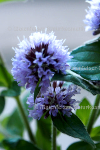 Pfefferminze - Wasserminze (10 ml)