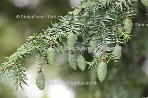 Tanne - Hemlock-Tanne (5 ml)