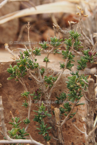 Thymian borneol (3 ml)