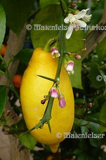 Zitrone terpenarm dest. (10 ml)