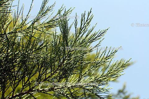 Mammutbaum-Zweige/Nadeln (2 ml)