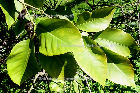 Zitronenblätter (Zitronen-Petitgrain) (5 ml)