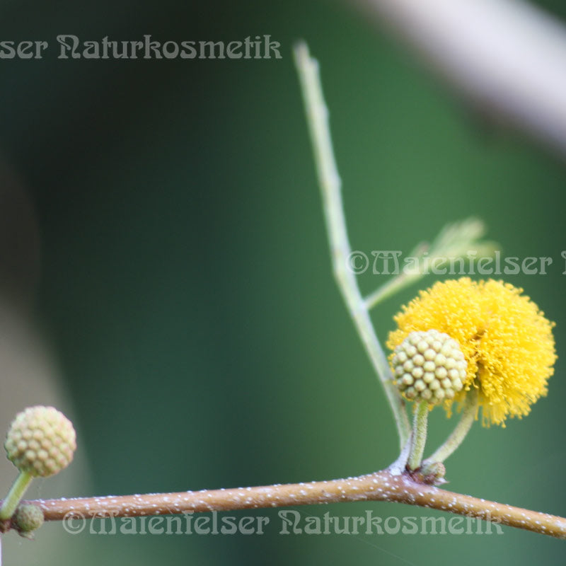 Akazienblütenwachs (7 ml)