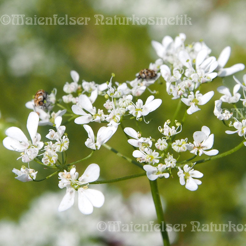 Coriander CO2 (5 ml)