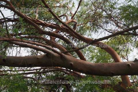 Eukalyptus wild (2 ml)