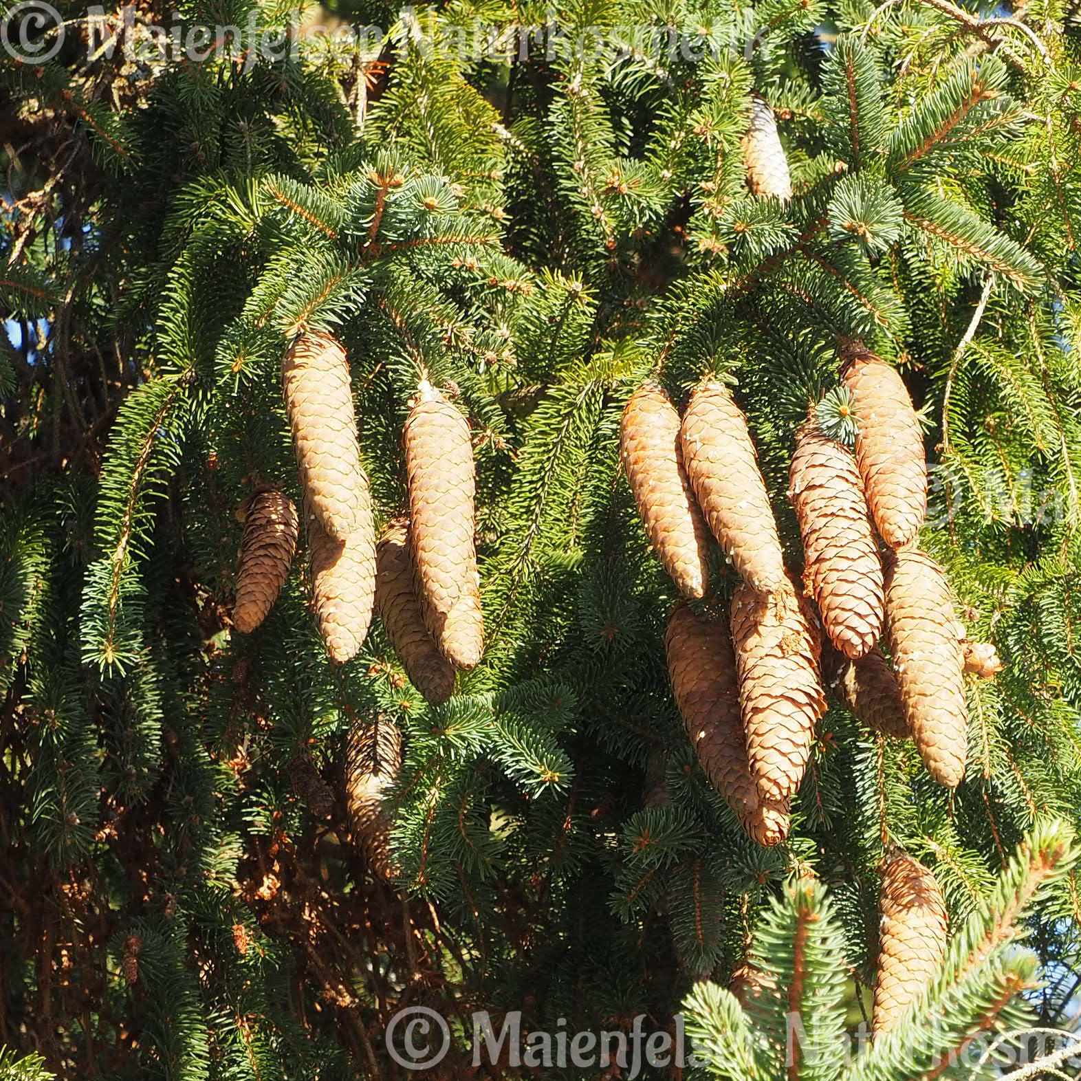 Fichte CO2, sibirisch (5 ml)