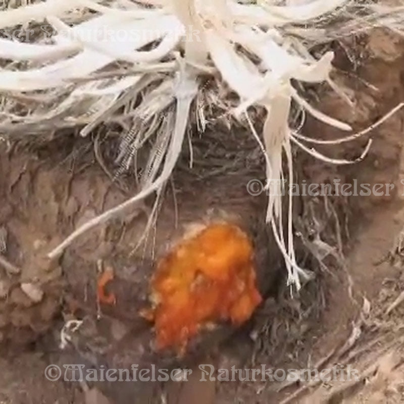 Galbanum - Alai-Galbanum BIO