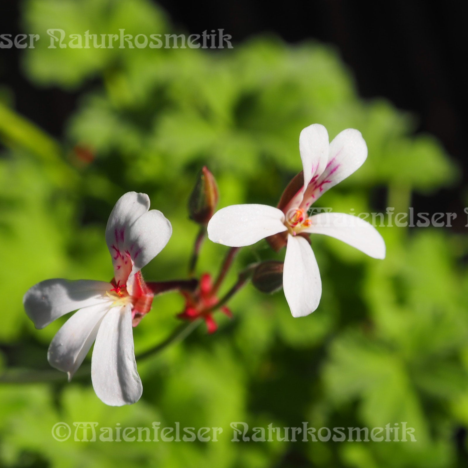 Geranium "Panduriöl"  (2ml)