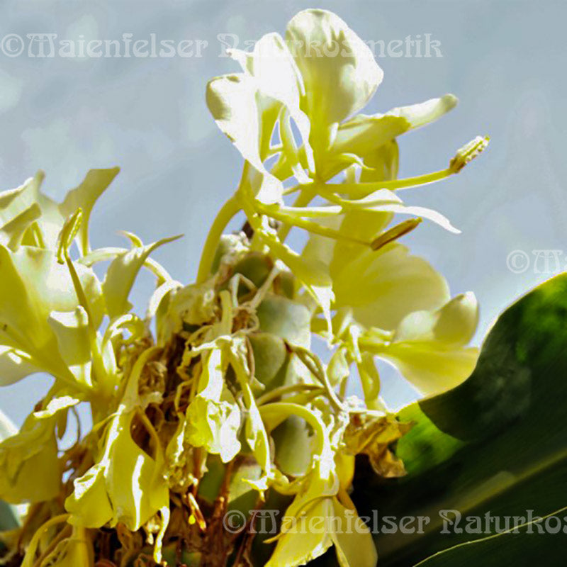 Ingwer - Schmetterlingsingwer extra mada. (2ml)