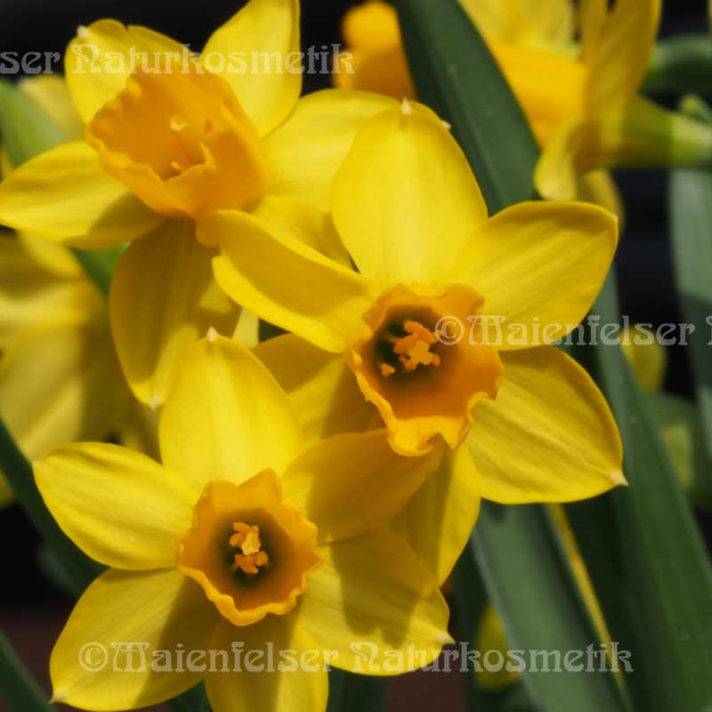 Jonquille abs. (1ml)